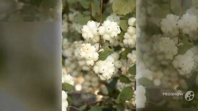 Symphoricarpos - garden plants смотреть онлайн