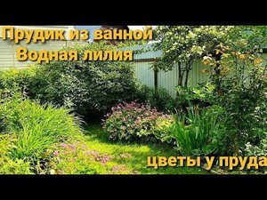 Прудик из ванной сделать легко.Водная лилия может зимовать в нем. Многолетники рядом.