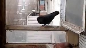 Брачные танцы голубей