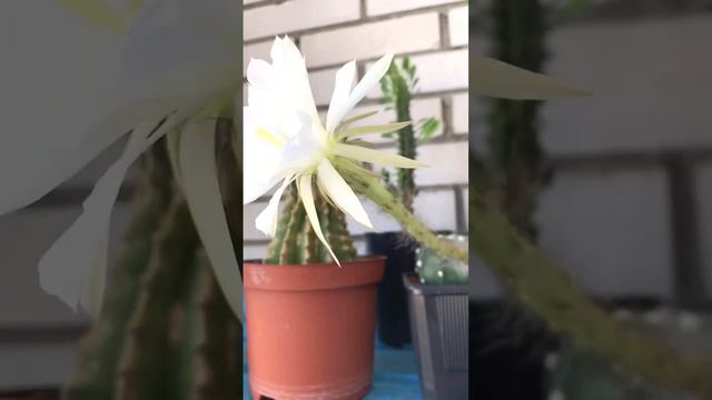 Эхинопсис субденудата цветёт 🤩🌵