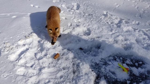 🦊КРАСАВИЦА ИЗ СКАЗОК🦊