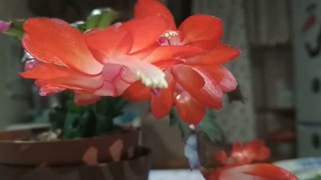 Расцвел декабрист... смотреть онлайн