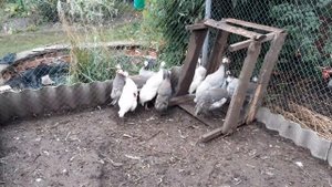 Цесарки//Начал убирать//Сколько они несутся