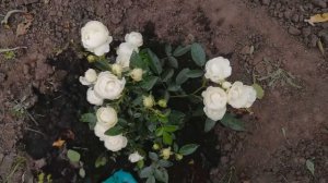 Миниатюрная роза Уайт Морсдаг. Описание,уход и посадка.