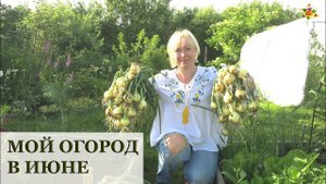Мой огород перед отъездом / Конец июня