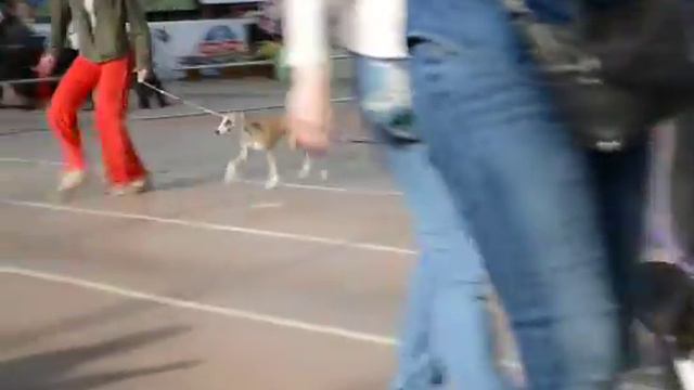 Уиппа смотреть онлайн