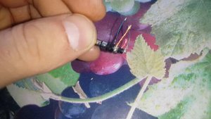 Распиновка 3.5mini jack 4 pin