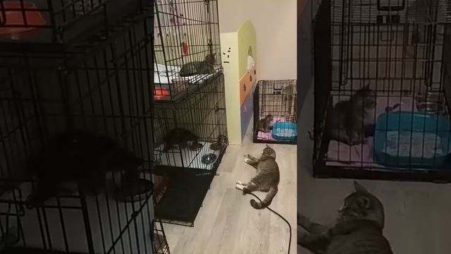 Маша