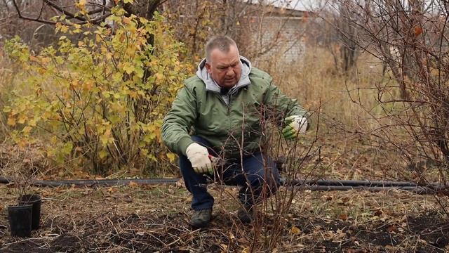 Обрезка ЖИМОЛОСТИ от А до Я: обрезка при посадке, плодоносящих и запущенных кустов