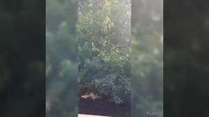 Тутовник(шелковица)??#дерево#тютина#разница#сладкая?