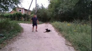 Немецкая овчарка 5 месяцев Кэсси дрессировка!