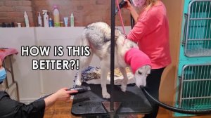 Dramatic Husky has MELTDOWN at Groomers! (headphone warning)