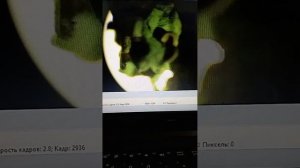 Мох под микроскопом. Увеличение 80-200 крат. Микроскоп. Биология.