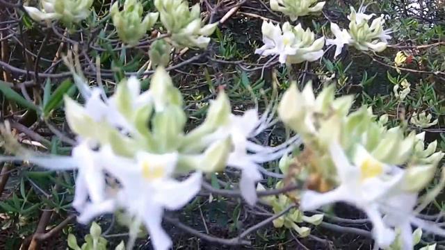 SRGSpring2016 001 смотреть онлайн