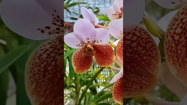 Beautiful Vanda Sanderiana orchids(Waling - Waling)  #flower#orchids #vandaorchid