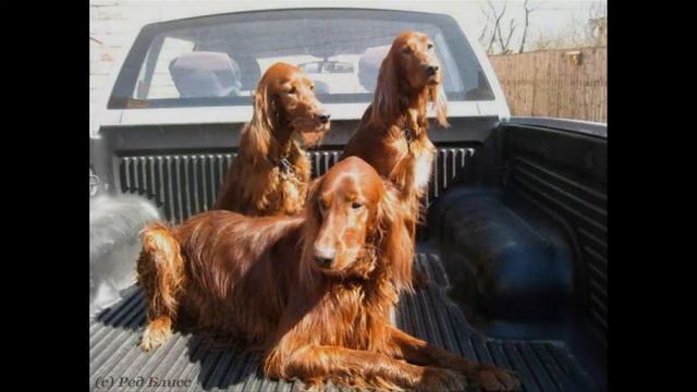 Ирландский красный сеттер (Irish Red Setter) смотреть онлайн