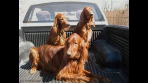 Ирландский красный сеттер (Irish Red Setter)