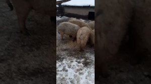 #)Венгерская Мангалица,  вольерное содержание зимой