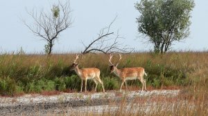 Европейская Лань на острове Джарылгач / Fallow deer