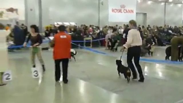 Энтлебухер Зенненхунд - Евразия 2010 (2 день) entlebucher смотреть онлайн