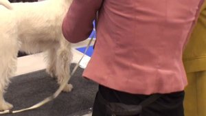 Выставка собак FCI-CACIB "Киевская Русь - 2017". Парсон Рассел Терьер