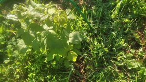 черная малина Хебан,тестирую у себя на участке