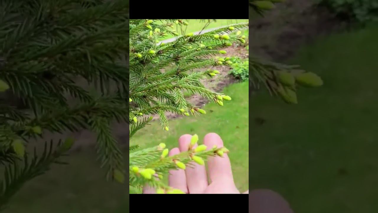 Пробуждение клематисов после зимы. Саженцы. Спрашивайте каталог на вацап 89193271772 #питомник смотреть онлайн