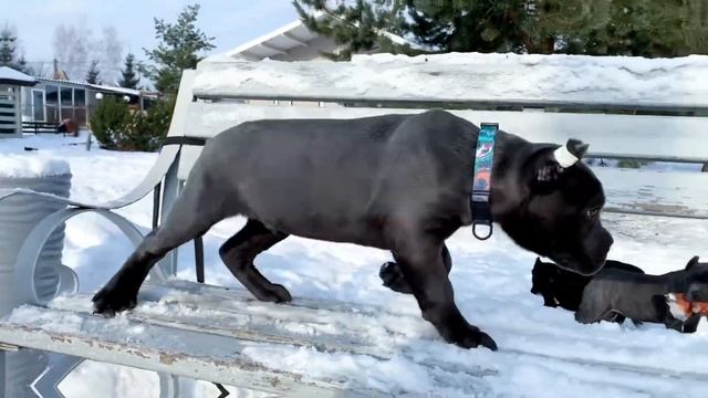 Акуна Матата))? смотреть онлайн