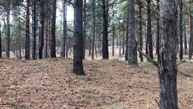 СБОР ГРИБОВ 2020!Олешковский лес на Херсонщине. смотреть онлайн