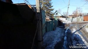 Реакция собак на электрошокер тест  как электрошокер отпугивает собак