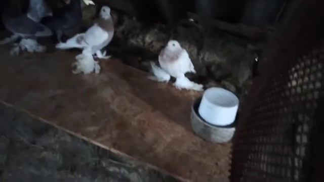 Separarea porumbeilor după genuri. смотреть онлайн