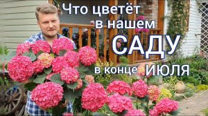 Цветущие многолетние растения ИЮЛЯ . Прогулка - обзор САДА .