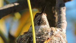 Hummingbird Nesting : ) Video Footage w\ Nikon P600