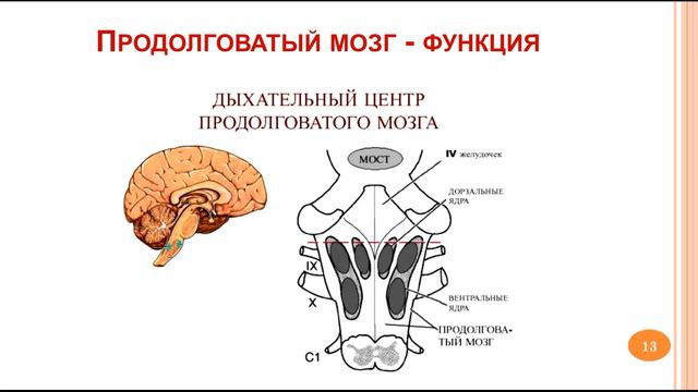 Продолговатый мозг. Мост. Мозжечок_ 07