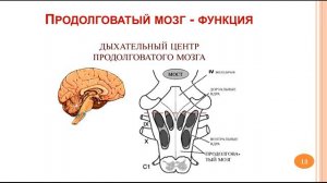 Продолговатый мозг. Мост. Мозжечок_ 07