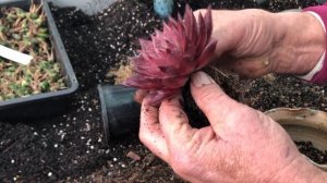 Repotting Echeveria agavoides Romeo Rubin - With James Lucas Succulents
