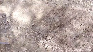 Мой способ посадки арбуза под пленку без полива