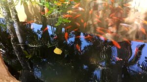 РЫБА ДЛЯ ПРУДА - продажа живой рыбы для зарыбления водоемов!