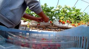 #быстро собрать клубнику #работа в англии #Super fast strawberry picking at work in England Scotlan