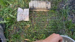 Мёд, а не карп!  Карп на мангале на решетке. Шашлык из рыбы.