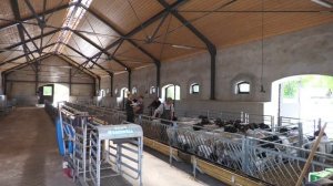 Овцеводство в Калининградской области. Дорперы