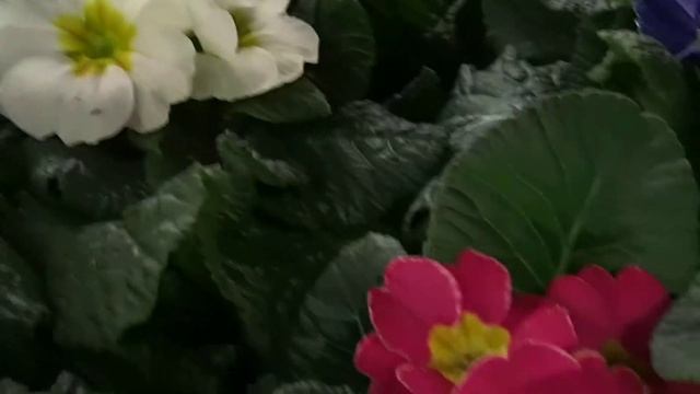 Primula vulgaris (syn. P. acaulis) смотреть онлайн