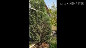 Выбрала ножницы для стрижки хвойных. Стрижка можжевельника скального, туй