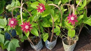 Custard Apple Plant Passionflower Lily Plant Gerbera Plant Rose Mallow Hibiscus Anthurium Plant