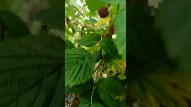 Малинка..... смотреть онлайн