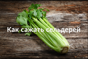 Как сажать сельдерей.Как сажать семена сельдерея. Выращиваем сельдерей из семян