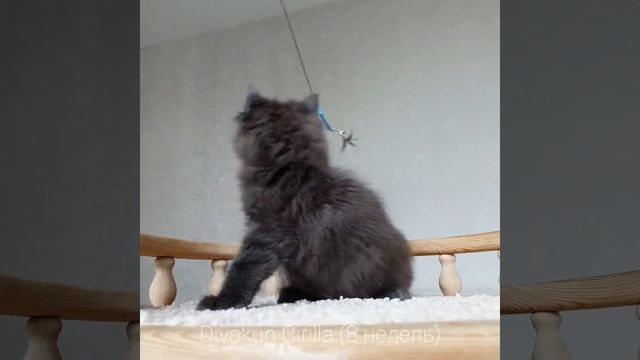 Цирилла (Divokun Cirilla) 8 недель. Кошечка мейн-кун окраса голубой солид смотреть онлайн
