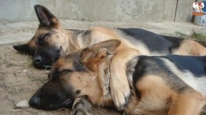 Two Battered Dogs Huddled Together  Look What Happened to Them!