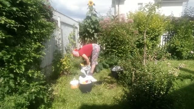 Пересадила сирень, флоксы, купила герань полевую и малиновое дерево. 7 августа. Подмосковье 2020 г. смотреть онлайн