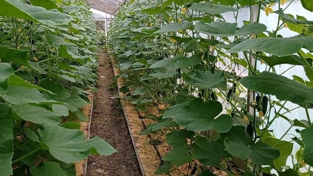 100% Защита  Огурцов Био Препаратами  от Клеща , Белокрылки , Трипсов и т д Проверено Опытом !